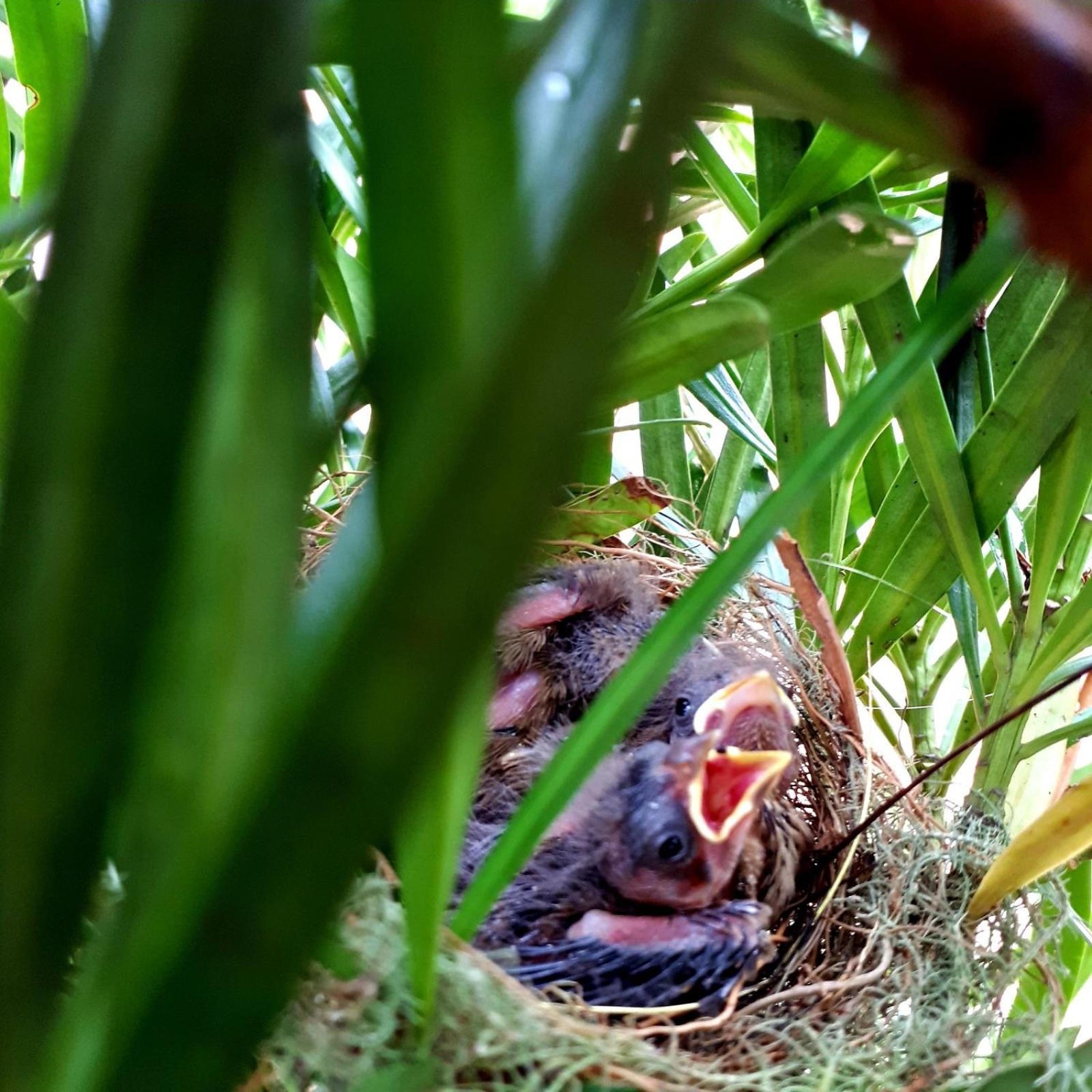 Pousada Déllis Visconde de Mauá Exterior foto